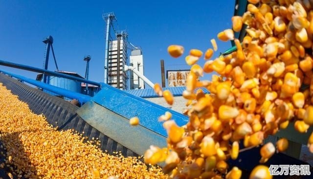 邯郸玉米价格最新动态，行情更新报告​​🌽