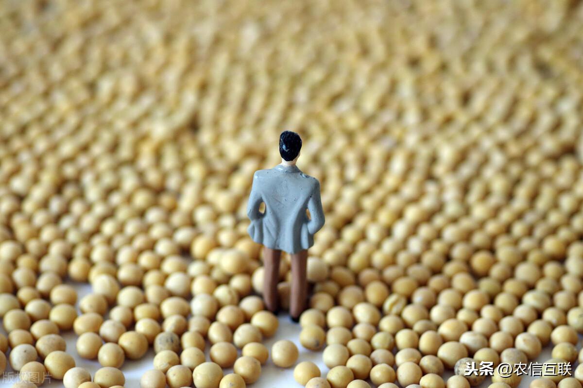 全球大豆价格最新动态，背景、动态与全球影响分析