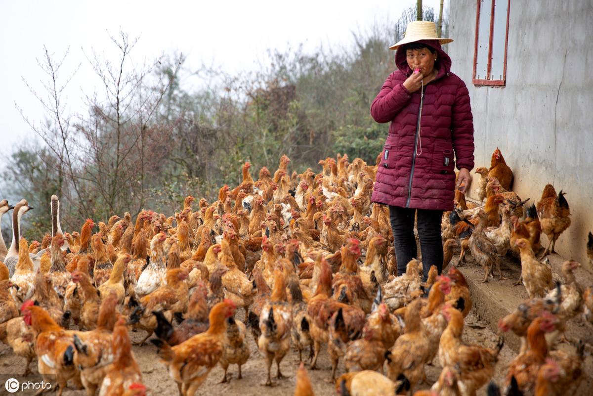 山东毛鸡最新价格行情动态更新🐓📊