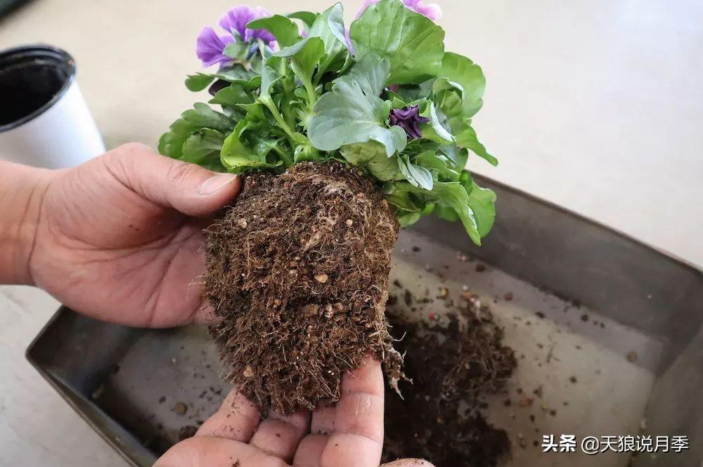 森林舞会最新版本的详细步骤指南与玩法揭秘